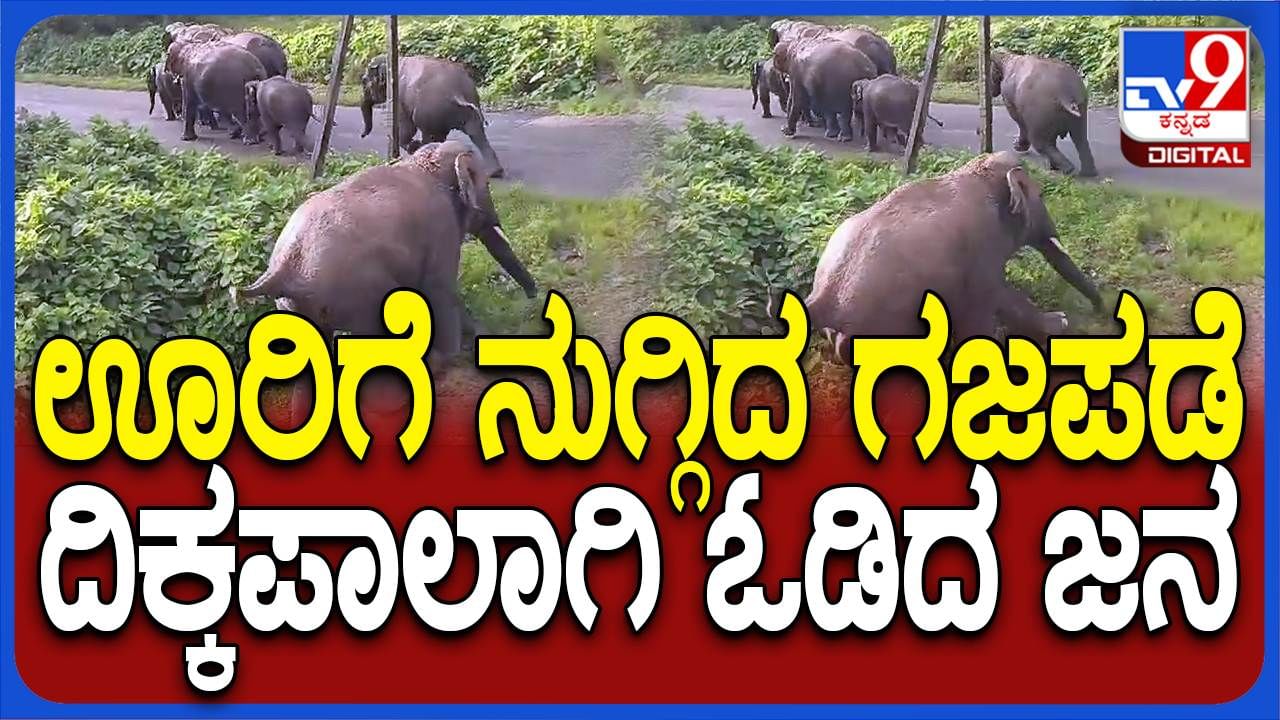 ಹಾಸನ: ಊರಿಗೆ ನುಗ್ಗಿದ ಗಜಪಡೆ, ದಿಕ್ಕಾಪಾಲಾಗಿ ಓಡಿದ ಗ್ರಾಮಸ್ಥರು