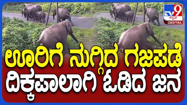 ಹಾಸನ: ಊರಿಗೆ ನುಗ್ಗಿದ ಗಜಪಡೆ, ದಿಕ್ಕಾಪಾಲಾಗಿ ಓಡಿದ ಗ್ರಾಮಸ್ಥರು ಹಾಸನ: ಊರಿಗೆ ನುಗ್ಗಿದ ಗಜಪಡೆ, ದಿಕ್ಕಾಪಾಲಾಗಿ ಓಡಿದ ಗ್ರಾಮಸ್ಥರು