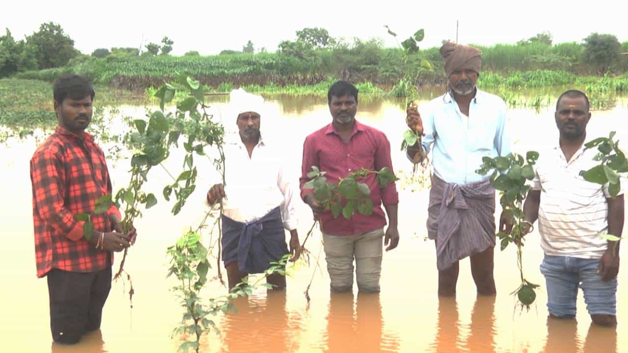 ಮೂರು ದಿನದಿಂದ ಸುರಿಯುತ್ತಿರೋ ಮಳೆಗೆ ಕಂಗಾಲಾದ ರೈತ; ಕಟಾವಿಗೆ ಬಂದಿದ್ದ ಉದ್ದು, ಸೋಯಾ ನೀರಲ್ಲಿ ಮುಳುಗಡೆ ಮೂರು ದಿನದಿಂದ ಸುರಿಯುತ್ತಿರೋ ಮಳೆಗೆ ಕಂಗಾಲಾದ ರೈತ; ಕಟಾವಿಗೆ ಬಂದಿದ್ದ ಉದ್ದು, ಸೋಯಾ ನೀರಲ್ಲಿ ಮುಳುಗಡೆ