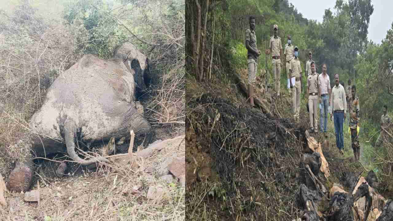 ಚಾಮರಾಜನಗರ: ಮತ್ತೊಂದು ಆನೆಯ ಕಳೇಬರ ಪತ್ತೆ; ಅರಣ್ಯಾಧಿಕಾರಿಗಳಲ್ಲಿ ಮೂಡಿದ ಅನುಮಾನ