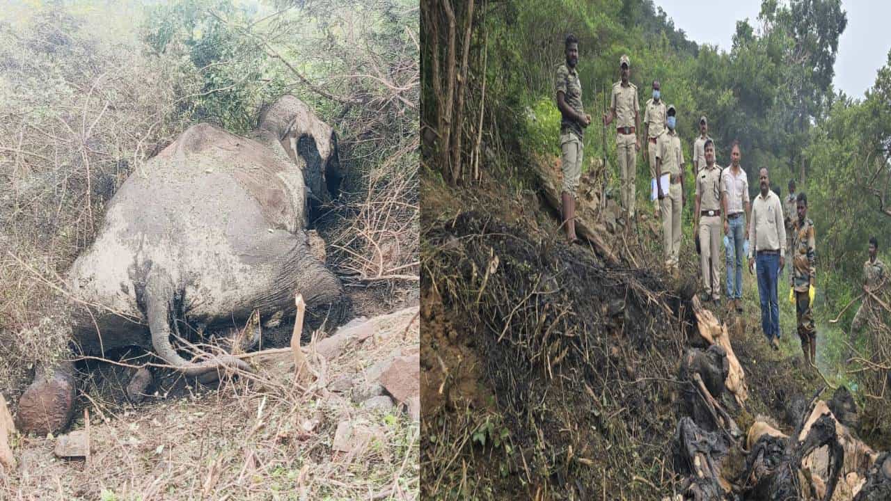 ಚಾಮರಾಜನಗರ: ಮತ್ತೊಂದು ಆನೆಯ ಕಳೇಬರ ಪತ್ತೆ; ಅರಣ್ಯಾಧಿಕಾರಿಗಳಲ್ಲಿ ಮೂಡಿದ ಅನುಮಾನ ಚಾಮರಾಜನಗರ: ಮತ್ತೊಂದು ಆನೆಯ ಕಳೇಬರ ಪತ್ತೆ; ಅರಣ್ಯಾಧಿಕಾರಿಗಳಲ್ಲಿ ಮೂಡಿದ ಅನುಮಾನ