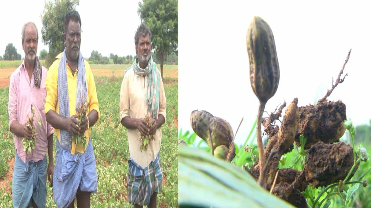 ರೈತರಿಗೆ ತಪ್ಪದ ಗೋಳು; ನೂರಾರು ಎಕರೆಯಲ್ಲಿ ಬೆಳೆದ ಶೇಂಗಾ ಬೆಳೆಗೆ ಸುಳಿರೋಗ ಕಾಟ ರೈತರಿಗೆ ತಪ್ಪದ ಗೋಳು; ನೂರಾರು ಎಕರೆಯಲ್ಲಿ ಬೆಳೆದ ಶೇಂಗಾ ಬೆಳೆಗೆ ಸುಳಿರೋಗ ಕಾಟ