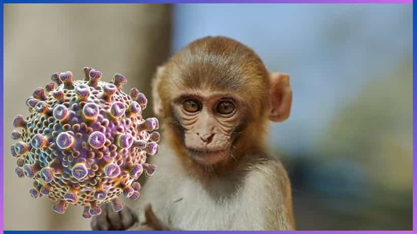 Mpox case in India: ದೇಶದಲ್ಲಿ ಮೊದಲ ಶಂಕಿತ ಮಂಕಿಪಾಕ್ಸ್ ಪ್ರಕರಣ ವರದಿ, ಕೋತಿಗಳಿಗೂ ಮಂಕಿಪಾಕ್ಸ್ಗೂ ಸಂಬಂಧವಿದೆಯೇ?