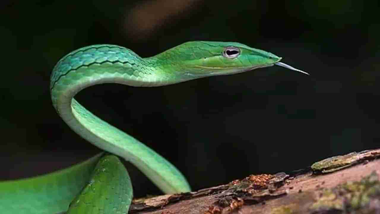 Long Nosed Snake: ಉದ್ದ ಮೂಗು ಹೊಂದಿರುವ ಹೊಸ ಜಾತಿಯ ಹಾವು ಪತ್ತೆ