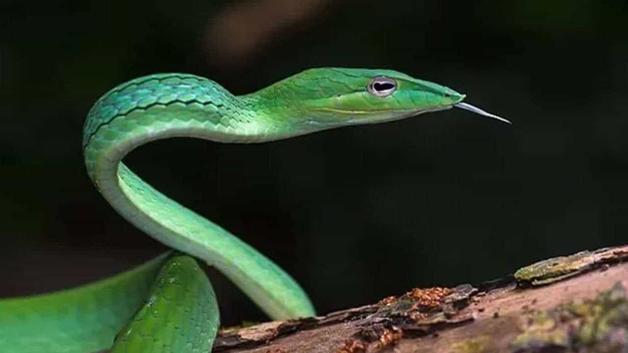 Long Nosed Snake: ಉದ್ದ ಮೂಗು ಹೊಂದಿರುವ ಹೊಸ ಜಾತಿಯ ಹಾವು ಪತ್ತೆ Long Nosed Snake: ಉದ್ದ ಮೂಗು ಹೊಂದಿರುವ ಹೊಸ ಜಾತಿಯ ಹಾವು ಪತ್ತೆ