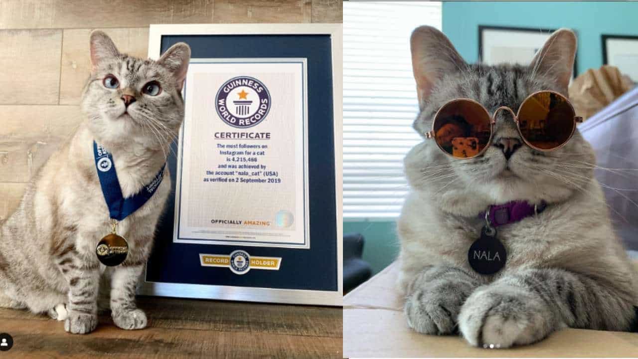 Richest Cat: ಇನ್ಸ್ಟಾಗ್ರಾಮ್ನಲ್ಲಿ ಪ್ರತೀ ಪೋಸ್ಟ್ಗೆ 12ಲಕ್ಷ ರೂ. ಪಡೆಯುವ ವಿಶ್ವದ ಶ್ರೀಮಂತ ಬೆಕ್ಕು Richest Cat: ಇನ್ಸ್ಟಾಗ್ರಾಮ್ನಲ್ಲಿ ಪ್ರತೀ ಪೋಸ್ಟ್ಗೆ 12ಲಕ್ಷ ರೂ. ಪಡೆಯುವ ವಿಶ್ವದ ಶ್ರೀಮಂತ ಬೆಕ್ಕು