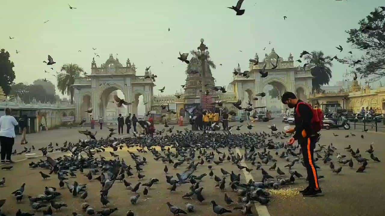 ಮೈಸೂರು ಅರಮನೆ ಮುಂದೆ ಪಾರಿವಾಳಗಳಿಗೆ ಆಹಾರ ಹಾಕುವುದು ಬಂದ್: ಯದುವೀರ್​ ನೇತೃತ್ವದ ಸಭೆ ಯಶಸ್ವಿ​