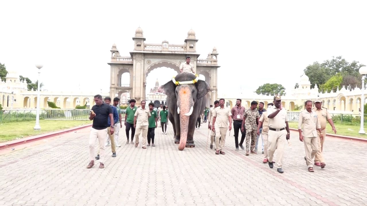 ಬೆದರಿದ ಹೊಸ ದಸರಾ ಆನೆಗಳು, ಚದುರಿದ ಕುದುರೆಗಳು‌! ಇದು ಮೈಸೂರಿನಲ್ಲಿ ನಡೆದ ಸಿಡಿಮದ್ದು ತಾಲೀಮಿನ‌ಲ್ಲಿ ಕಂಡುಬಂದ ದೃಶ್ಯ. ವಿಶ್ವವಿಖ್ಯಾತ ಜಂಬೂಸವಾರಿಯಲ್ಲಿ ಪಾಲ್ಗೊಳ್ಳುವ ಆನೆಗಳಿಗೆ ಗುರುವಾರ ವಿಶೇಷ ತಾಲೀಮು ನಡೆಸಲಾಯಿತು. ನಗರ ಸಶಸ್ತ್ರ ಮೀಸಲು  ಪಡೆಯವರು ಫಿರಂಗಿಯಲ್ಲಿ ಸಿಡಿಮದ್ದುಗಳನ್ನು ಸಿಡಿಸಿ ಆನೆಗಳು ಭಾರೀ ಸದ್ದಿಗೆ ಹೊಂದಿಕೊಳ್ಳುವಂತೆ ತರಬೇತಿ ನೀಡಿದರು.