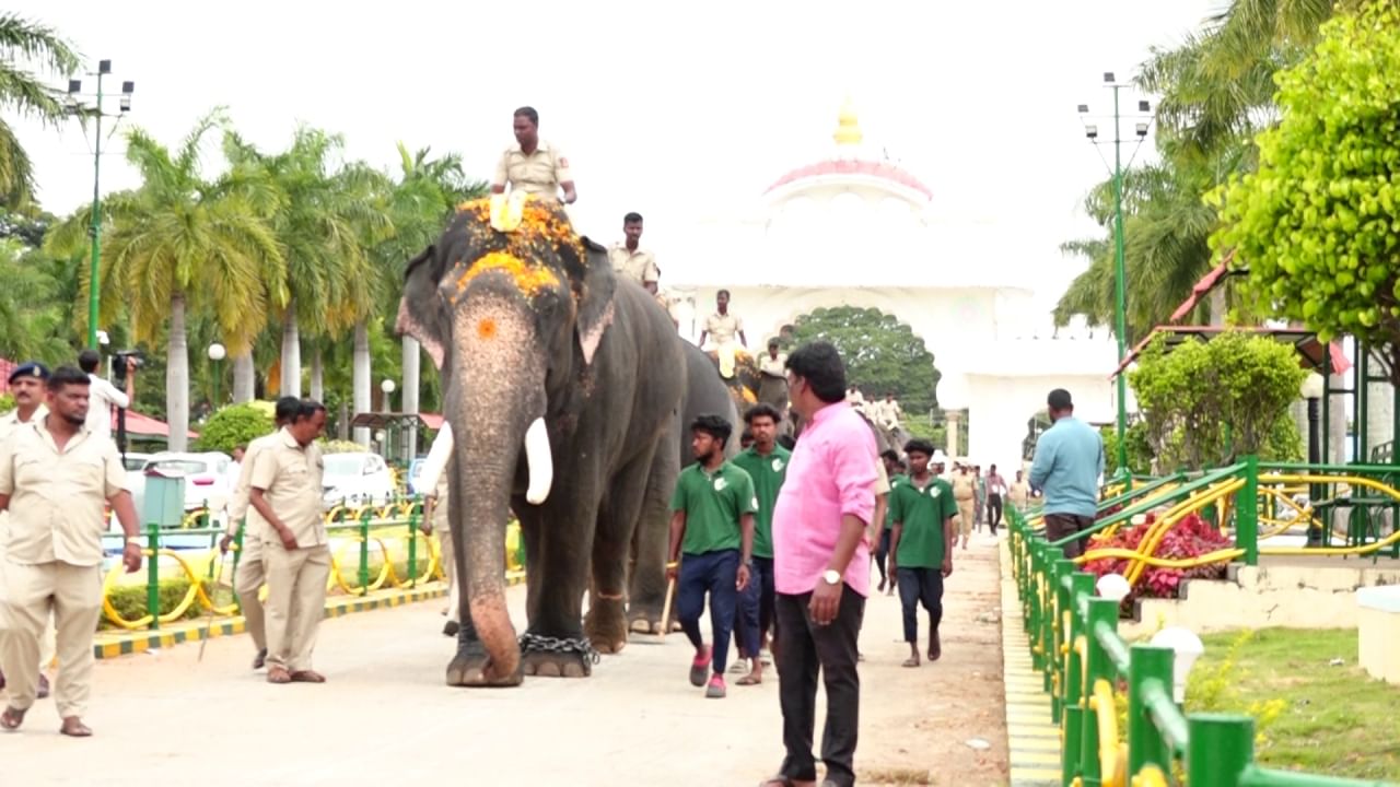 No dia de Vijayadashami, a tradição é estourar 21 kushalas em 3 rodadas enquanto se oferece flores à Deusa Chamundeshwari e se toca o Hino Nacional. Assim, elefantes e cavalos ficam assustados e distraídos pelo barulho alto feito quando os explosivos explodem. Assim, este exercício foi realizado para aclimatar os elefantes e cavalos ao som destes explosivos.