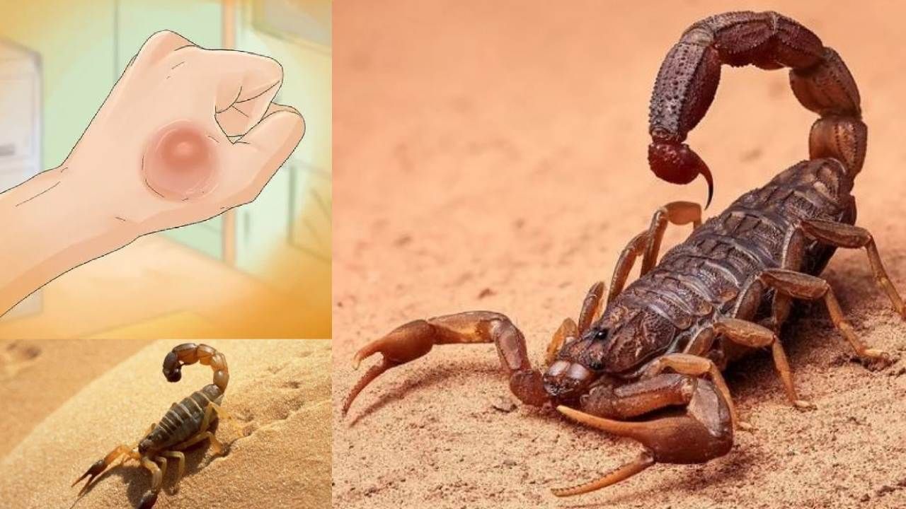 Scorpion in Dream meaning of scorpion dream in kannada