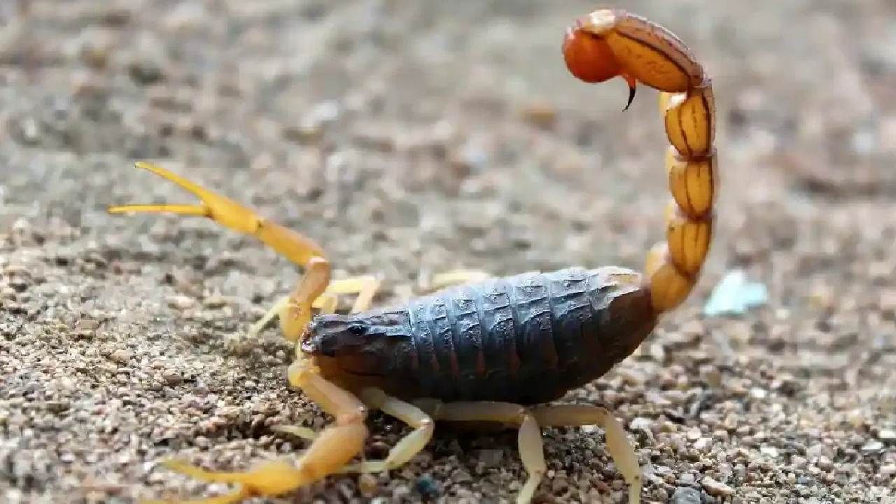 Scorpion in Dream meaning of scorpion dream in kannada