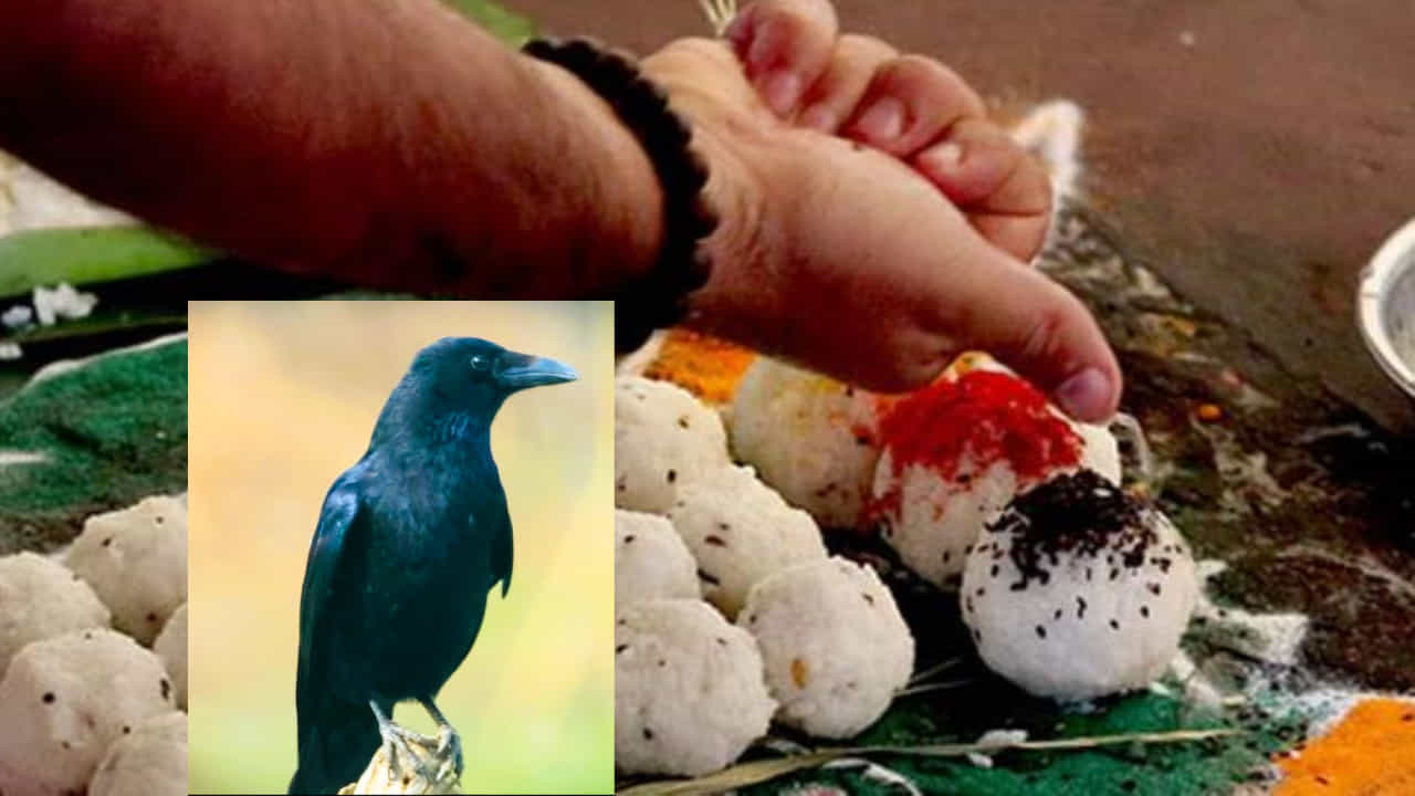 Pitru Paksha 2024: ಪಿತೃ ದೋಷ ನಿವಾರಿಸಿಕೊಳ್ಳಲು ಕಾಗೆಗಳಿಗೆ ಮಾತ್ರವೇ ಆಹಾರ ನೀಡಲಾಗುತ್ತದೆ ಏಕೆ, ತಿಳಿಯಿರಿ Pitru Paksha 2024: ಪಿತೃ ದೋಷ ನಿವಾರಿಸಿಕೊಳ್ಳಲು ಕಾಗೆಗಳಿಗೆ ಮಾತ್ರವೇ ಆಹಾರ ನೀಡಲಾಗುತ್ತದೆ ಏಕೆ, ತಿಳಿಯಿರಿ