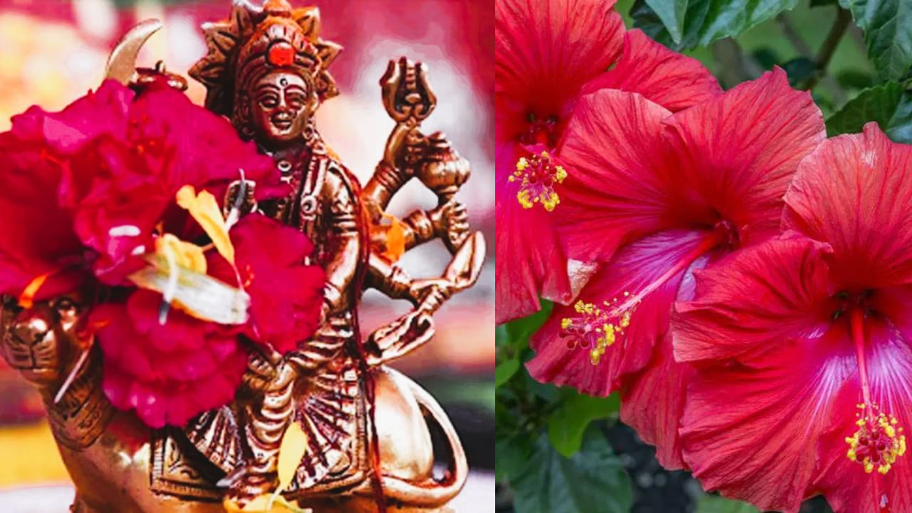 Alívio da dor e das dificuldades financeiras: No Tantra Shastra, a oferta regular de folhas de shammi à Deusa Durga é auspiciosa. Acredita-se que a Deusa Durga está feliz e abençoa a família de seu devoto. Os devotos oferecem shammi dals à Deusa Durga diariamente para remover a tristeza e obter alívio dos problemas financeiros. 