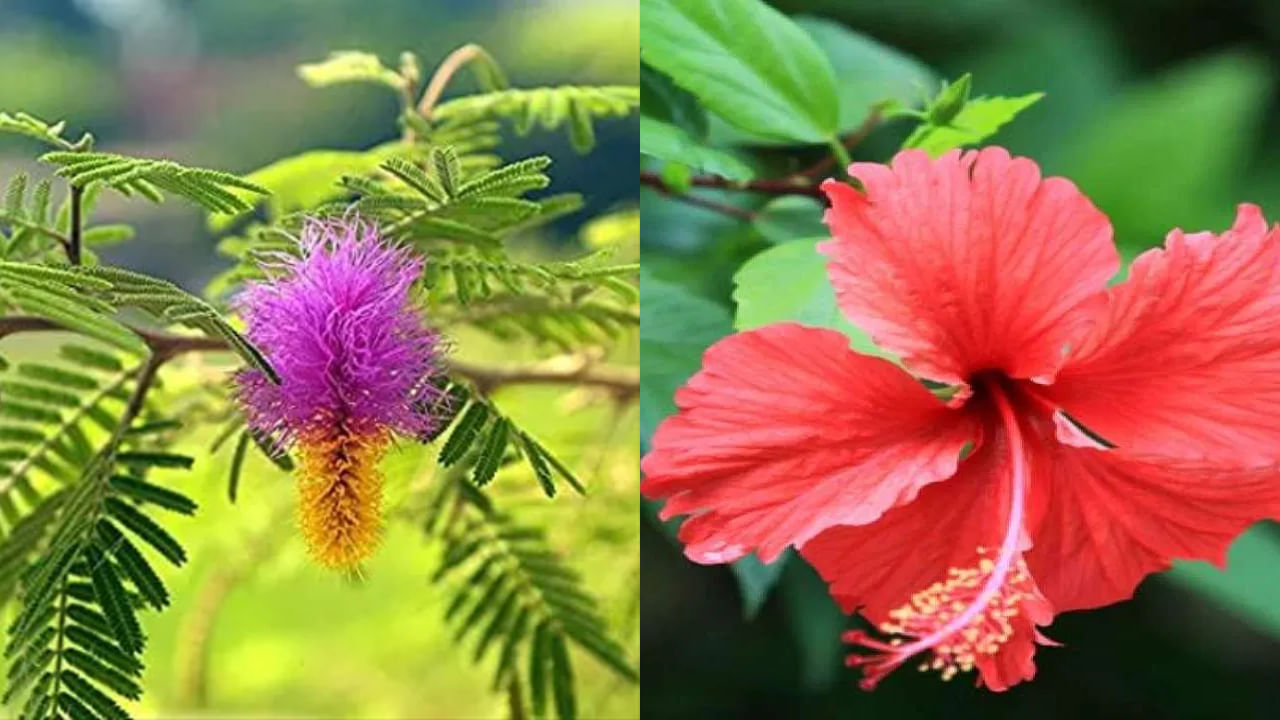 Onde cultivar folhas da árvore shami em casa: A árvore Shami é considerada uma árvore de muita sorte/auspiciosa. Plantar esta árvore no quintal de casa traz bênçãos especiais de Deus. Coloque uma árvore na direção sul ou leste da casa, faça puja diariamente e acenda uma lâmpada. Ao fazer isso, os efeitos maléficos dos planetas da casa serão reduzidos. Plantar uma árvore em casa também remove Shani Dosha. Manter pétalas de shammi na sala de pooja em casa em Vijayadashami também reduz o efeito do tantra-mantra e da energia negativa. No dia de Vijayadashami, durante Pradosha, a árvore Shammi deve ser adorada.