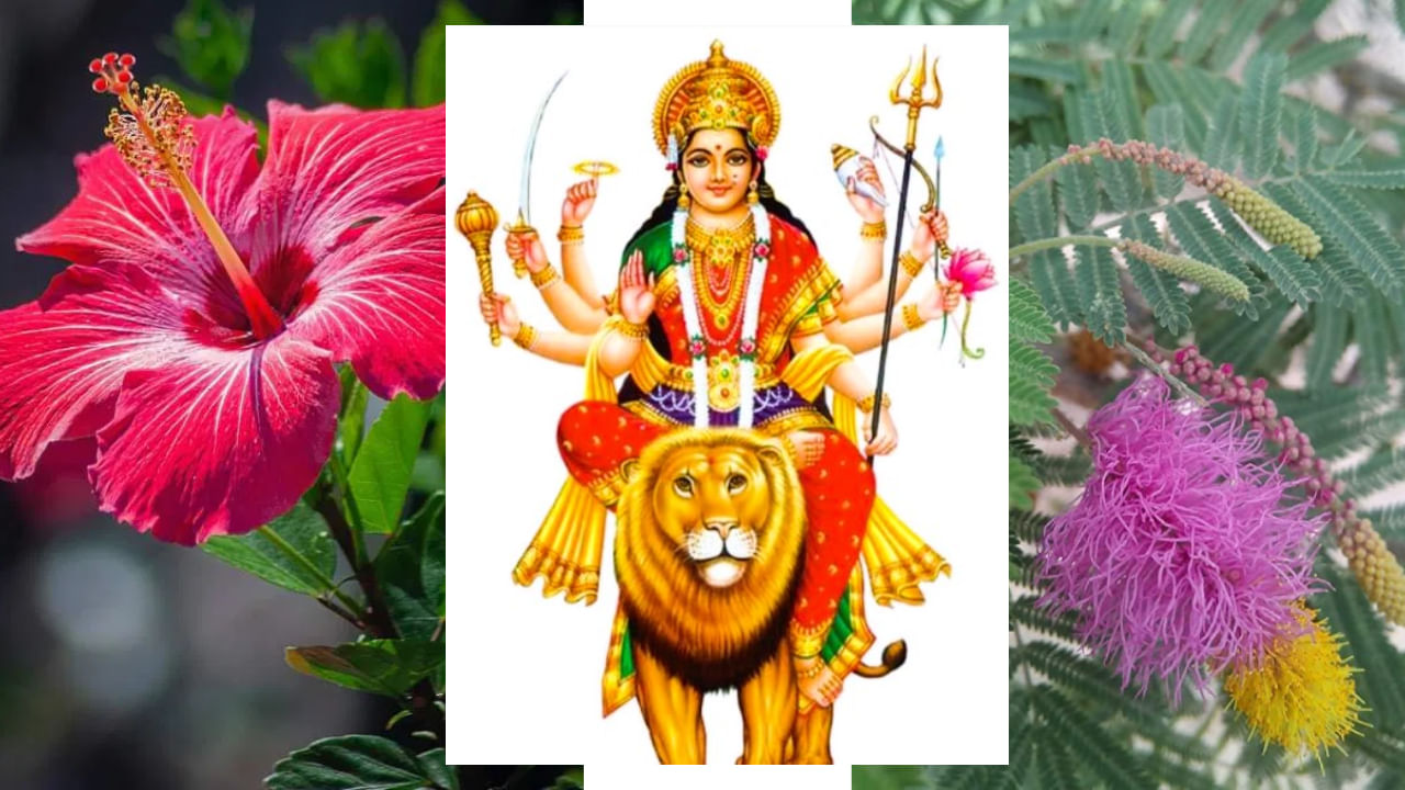 Como adorar com folhas de shammi: Toque nas folhas de shammi com kumkum e sândalo antes de adorar a Deusa Durga com folhas de shammi. Então faça seu pedido enquanto medita na Deusa. Ofereça folhas de shammi revestidas de sândalo para Durgamma, uma por uma. Assim como você oferece pétalas de Tulsi na cabeça do Senhor Vishnu, ofereça folhas de shammi na cabeça da Deusa Durga. Ofereça Shammi à Deusa Durga e Ganesha. Adorar a mãe com folhas de shammi traz boa sorte na vida.