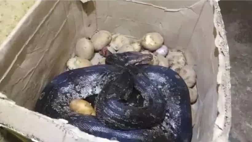 Watch Video: ಹೋಟೆಲ್ನಲ್ಲಿದ್ದ ಆಲೂಗಡ್ಡೆಯ ಬಾಕ್ಸ್ನಲ್ಲಿ ದೈತ್ಯ ಹೆಬ್ಬಾವು ಪತ್ತೆ