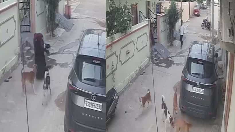 Viral Video: ತನ್ನ ಕಂದಮ್ಮನ ರಕ್ಷಣೆಗಾಗಿ ಬೀದಿ ನಾಯಿಗಳ ಜತೆ ಒಂಟಿಯಾಗಿ ಕಾದಾಡಿದ ಅಮ್ಮ