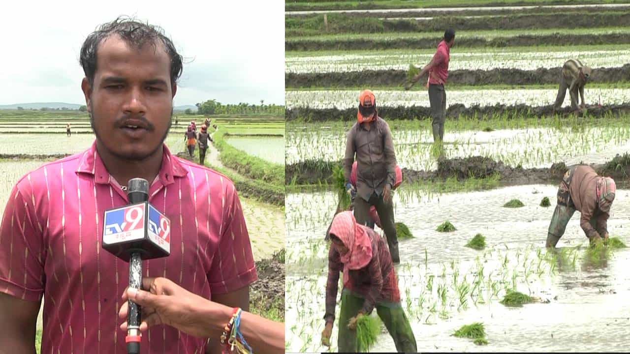 ಅಧಿಕ ಕೂಲಿ ಕೊಟ್ಟರೂ ಭತ್ತ ನಾಟಿಗೆ ಸಿಗದ ಕೂಲಿ ಕಾರ್ಮಿಕರು; ಉತ್ತರ ಭಾರತದ ಕಾರ್ಮಿಕರ ಮೊರೆ ಹೋದ ಮಾಲೀಕರು, ಕೂಲಿ ಎಷ್ಟು? ಅಧಿಕ ಕೂಲಿ ಕೊಟ್ಟರೂ ಭತ್ತ ನಾಟಿಗೆ ಸಿಗದ ಕೂಲಿ ಕಾರ್ಮಿಕರು; ಉತ್ತರ ಭಾರತದ ಕಾರ್ಮಿಕರ ಮೊರೆ ಹೋದ ಮಾಲೀಕರು, ಕೂಲಿ ಎಷ್ಟು?