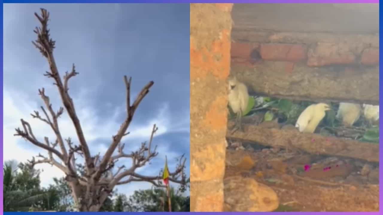 Viral: ಪಕ್ಷಿ ಸಂಕುಲಕ್ಕೆ ಆಶ್ರಯವಾಗಿದ್ದ ಅರಳಿ ಮರದ ಕೊಂಬೆಗಳನ್ನು ಕಡಿದು ಹಾಕಿದ ಪಾಪಿಗಳು Viral: ಪಕ್ಷಿ ಸಂಕುಲಕ್ಕೆ ಆಶ್ರಯವಾಗಿದ್ದ ಅರಳಿ ಮರದ ಕೊಂಬೆಗಳನ್ನು ಕಡಿದು ಹಾಕಿದ ಪಾಪಿಗಳು