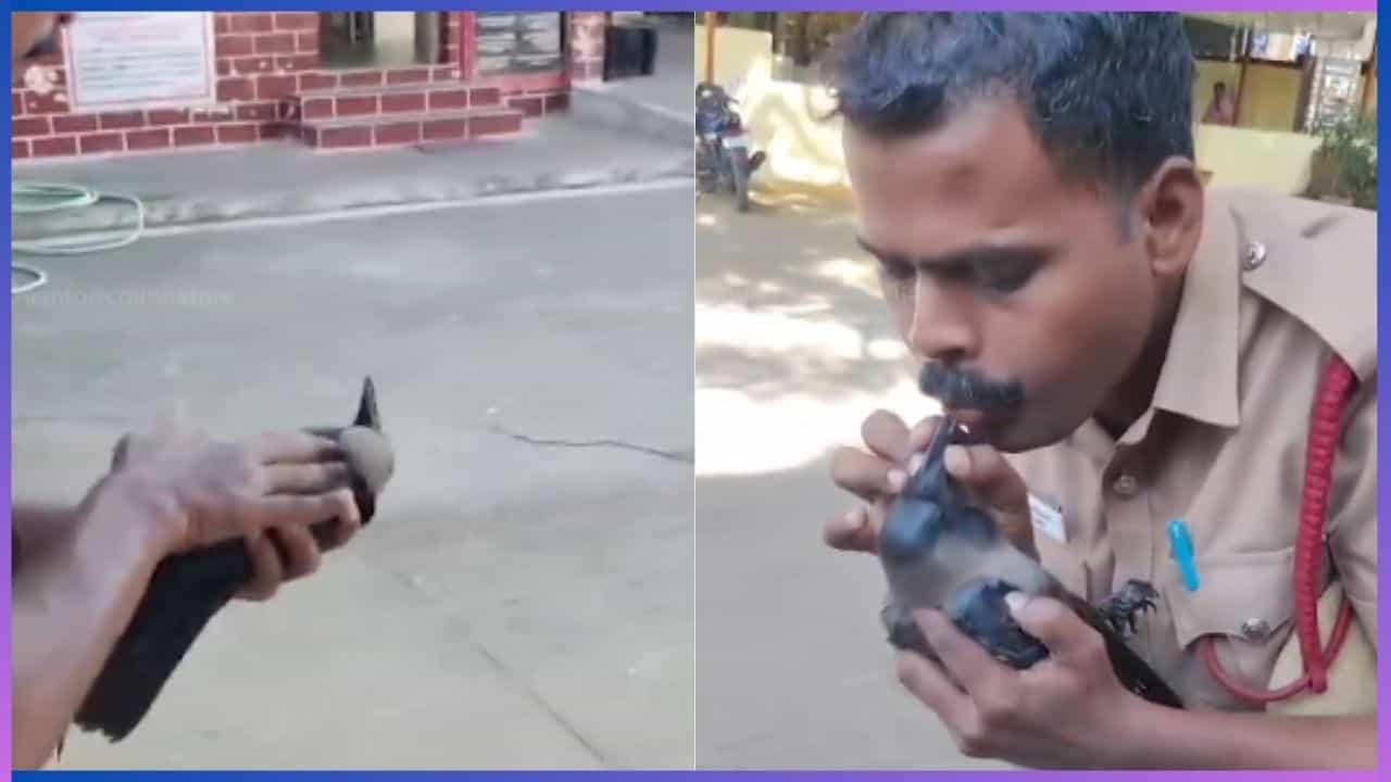 Viral: ಕರೆಂಟ್ ಶಾಕ್ನಿಂದ ಪ್ರಜ್ಞೆ ತಪ್ಪಿ ಬಿದ್ದ ಕಾಗೆ, ಸಿಪಿಆರ್ ನೀಡಿ ಪ್ರಾಣ ಉಳಿಸಿದ ಅಗ್ನಿ ಶಾಮಕ ದಳದ ಸಿಬ್ಬಂದಿ Viral: ಕರೆಂಟ್ ಶಾಕ್ನಿಂದ ಪ್ರಜ್ಞೆ ತಪ್ಪಿ ಬಿದ್ದ ಕಾಗೆ, ಸಿಪಿಆರ್ ನೀಡಿ ಪ್ರಾಣ ಉಳಿಸಿದ ಅಗ್ನಿ ಶಾಮಕ ದಳದ ಸಿಬ್ಬಂದಿ