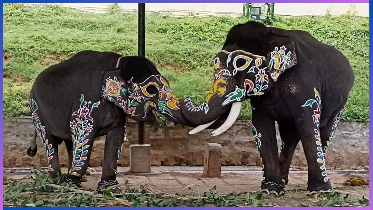 Mysore Dasara 2024: ದಸರಾ ಸಮಯದಲ್ಲಿ ಆನೆಗಳಿಗೆ ಯಾವ ರೀತಿಯ ಆಹಾರ ನೀಡಲಾಗುತ್ತದೆ ಗೊತ್ತಾ? Mysore Dasara 2024: ದಸರಾ ಸಮಯದಲ್ಲಿ ಆನೆಗಳಿಗೆ ಯಾವ ರೀತಿಯ ಆಹಾರ ನೀಡಲಾಗುತ್ತದೆ ಗೊತ್ತಾ?