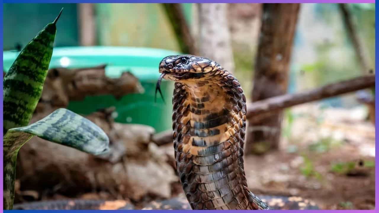 Viral: ನಡು ಬೀದಿಯಲ್ಲಿ ನಡೆಯಿತು ಕಾಳಿಂಗ ಸರ್ಪಗಳ ಕಾಳಗ, ಕೊನೆಗೆ ಗೆದ್ದಿದ್ದು ಯಾರು? Viral: ನಡು ಬೀದಿಯಲ್ಲಿ ನಡೆಯಿತು ಕಾಳಿಂಗ ಸರ್ಪಗಳ ಕಾಳಗ, ಕೊನೆಗೆ ಗೆದ್ದಿದ್ದು ಯಾರು?