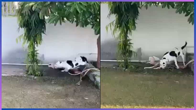 Viral: ಮನೆ ಮಕ್ಕಳನ್ನು ರಕ್ಷಿಸಲು ಕಾಳಿಂಗ ಸರ್ಪವನ್ನೇ ಕಚ್ಚಿ ಕೊಂದ ಪಿಟ್ ಬುಲ್