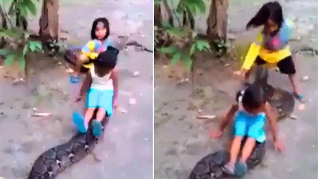 Viral Video: ಹೆಬ್ಬಾವಿನ ಮೇಲೆ ಕುಳಿತು ಜಾರುಬಂಡಿ ಆಡುತ್ತಿರುವ ಮಕ್ಕಳು; ವಿಡಿಯೋ ವೈರಲ್ Viral Video: ಹೆಬ್ಬಾವಿನ ಮೇಲೆ ಕುಳಿತು ಜಾರುಬಂಡಿ ಆಡುತ್ತಿರುವ ಮಕ್ಕಳು; ವಿಡಿಯೋ ವೈರಲ್