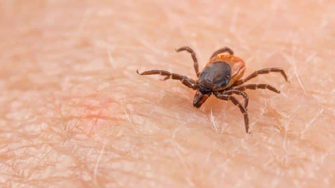 Wetland Virus: ಚೀನಾದಲ್ಲಿ ಮೆದುಳಿನ ಮೇಲೆ ದಾಳಿ ಮಾಡುವ ಹೊಸ ವೈರಸ್ ಪತ್ತೆ Wetland Virus: ಚೀನಾದಲ್ಲಿ ಮೆದುಳಿನ ಮೇಲೆ ದಾಳಿ ಮಾಡುವ ಹೊಸ ವೈರಸ್ ಪತ್ತೆ