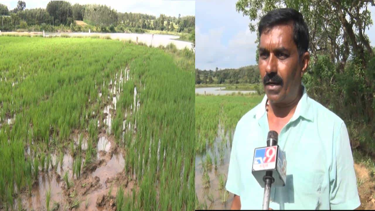 ರೈತರಿಗೆ ಕಂಟಕವಾದ ಗಜಪಡೆ; ಹಿಂಡು ಹಿಂಡಾಗಿ ಬಂದು ಕಷ್ಟಪಟ್ಟು ಬೆಳೆದ ಬೆಳೆ ತಿನ್ನುತ್ತಿರೋ ಆನೆಗಳ ಹಿಂಡು