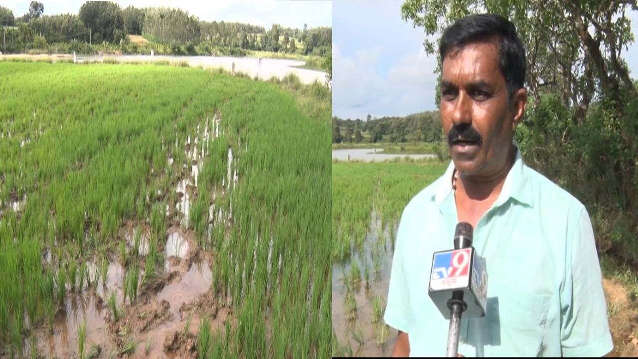 ರೈತರಿಗೆ ಕಂಟಕವಾದ ಗಜಪಡೆ; ಹಿಂಡು ಹಿಂಡಾಗಿ ಬಂದು ಕಷ್ಟಪಟ್ಟು ಬೆಳೆದ ಬೆಳೆ ತಿನ್ನುತ್ತಿರೋ ಆನೆಗಳ ಹಿಂಡು