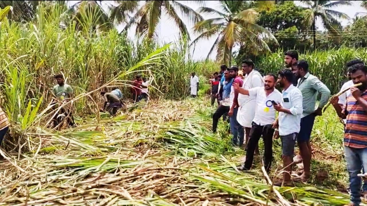 ಜಿಲ್ಲೆಯ ಮದ್ದೂರು ತಾಲೂಕಿನ ಕಾರಕಹಳ್ಳಿ ಗ್ರಾಮದ ಜಮೀನುವೊಂದರಲ್ಲಿ ಕೃಷಿ ಕ್ರೀಡಾಕೂಟವನ್ನ ಆಯೋಜನೆ ಮಾಡಲಾಗಿತ್ತು. ಬಾ ಗುರು ಕಬ್ಬು ಕಡಿ ಸ್ವರ್ಧೆ ಎಲ್ಲರ ಗಮನ ಸೆಳೆದಿತ್ತು. ಈ ಸ್ಪರ್ಧೆಯಲ್ಲಿ 18 ವರ್ಷ ಮೇಲ್ಪಟ್ಟ ಜನರಿಗೆ ಅವಕಾಶವಿತ್ತು.