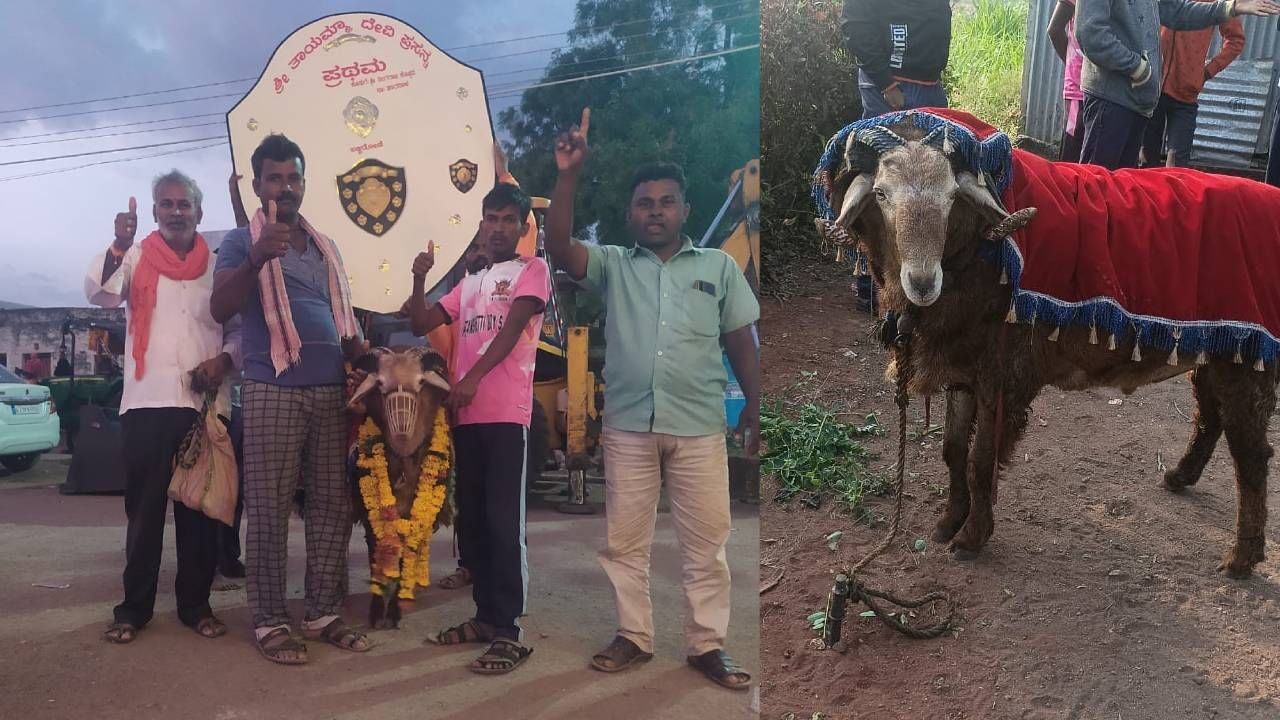 ಬಾಗಲಕೋಟೆ: ಗೆಲುವಿನ ಸರದಾರ ಜಯಸಿಂಹ ಟಗರು 5 ಲಕ್ಷಕ್ಕೆ ಮಾರಾಟ!