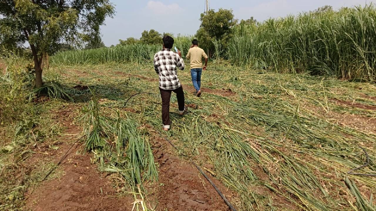 ಬೀದರ್​: ರೈತ ಮಹಿಳೆಯ ಜಮೀನಿನಲ್ಲಿನ ಮೇವು ನಾಶಪಡಿಸಿ ವಿಕೃತಿ