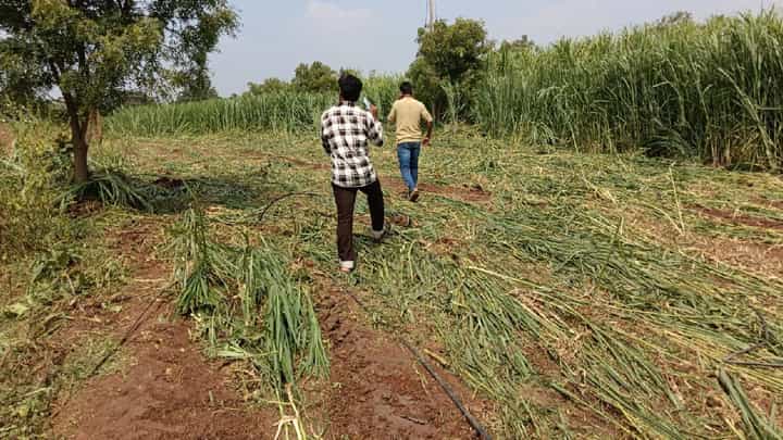 ಬೀದರ್: ರೈತ ಮಹಿಳೆಯ ಜಮೀನಿನಲ್ಲಿನ ಮೇವು ನಾಶಪಡಿಸಿ ವಿಕೃತಿ ಬೀದರ್: ರೈತ ಮಹಿಳೆಯ ಜಮೀನಿನಲ್ಲಿನ ಮೇವು ನಾಶಪಡಿಸಿ ವಿಕೃತಿ