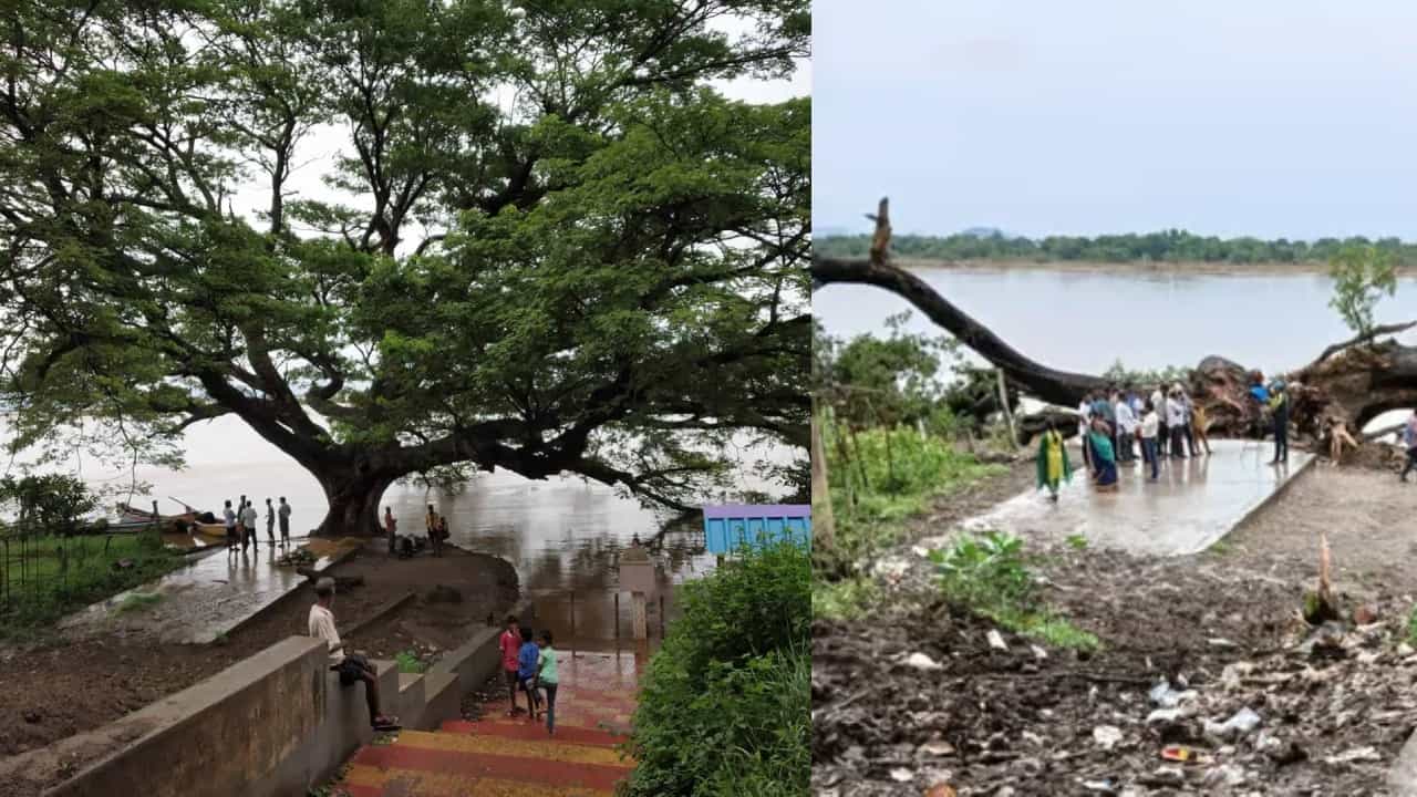 ಸ್ಟಾರ್ಗಳನ್ನು ಹುಟ್ಟುಹಾಕಿದ್ದ ‘ಸಿನಿಮಾ ಮರ’ ಇನ್ನಿಲ್ಲ, ಆದರೆ... ಸ್ಟಾರ್ಗಳನ್ನು ಹುಟ್ಟುಹಾಕಿದ್ದ ‘ಸಿನಿಮಾ ಮರ’ ಇನ್ನಿಲ್ಲ, ಆದರೆ...