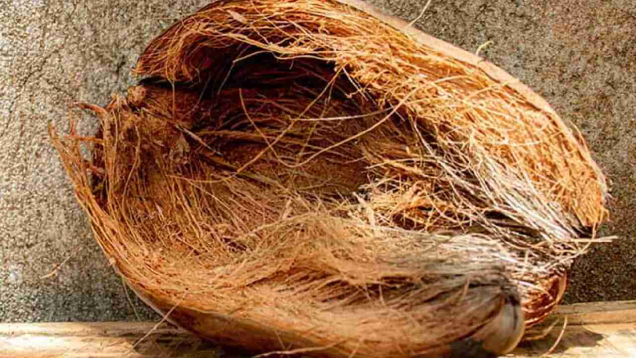 Coconut Fiber : ನೀವು ತೆಂಗಿನ ನಾರನ್ನು ಬಿಸಾಡುತ್ತೀರಾ? ಹಾಗಾದ್ರೆ ಇದರ ಪ್ರಯೋಜನ ನಿಮಗೆ ತಿಳಿದಿರಲಿ