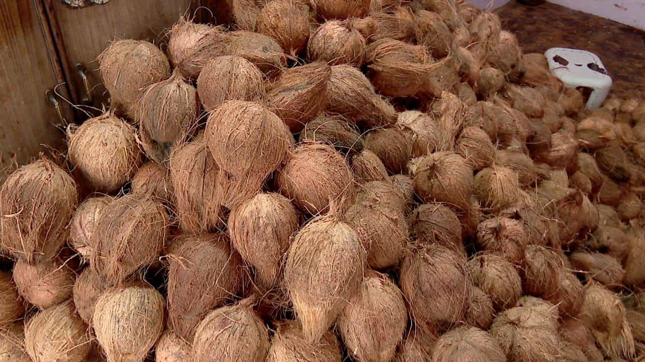 ಹೂ-ಹಣ್ಣು ತರಕಾರಿ ಬೆನ್ನಲ್ಲೆ ತೆಂಗಿನ ಕಾಯಿ ಬೆಲೆ ಹೆಚ್ಚಳ; ಬೆಲೆ ಕೇಳಿ ಗ್ರಾಹಕರು ಶಾಕ್ ಹೂ-ಹಣ್ಣು ತರಕಾರಿ ಬೆನ್ನಲ್ಲೆ ತೆಂಗಿನ ಕಾಯಿ ಬೆಲೆ ಹೆಚ್ಚಳ; ಬೆಲೆ ಕೇಳಿ ಗ್ರಾಹಕರು ಶಾಕ್