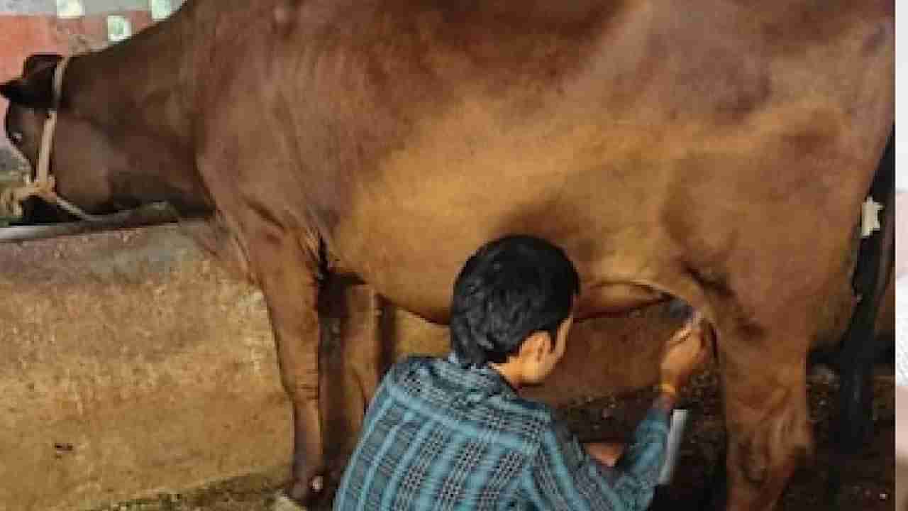 ಒಂದೇ ಒಂದು ಕರುವನ್ನೂ ಹಾಕದೆ ದಿನಕ್ಕೆ 4 ಲೀಟರ್ ಹಾಲು ಕೊಡುತ್ತಿದೆ ಈ ಪವಾಡದ ಹಸು