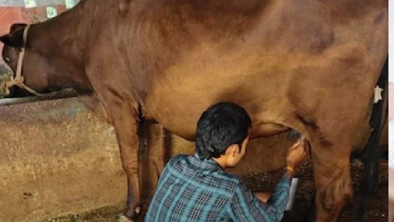 ಒಂದೇ ಒಂದು ಕರುವನ್ನೂ ಹಾಕದೆ ದಿನಕ್ಕೆ 4 ಲೀಟರ್ ಹಾಲು ಕೊಡುತ್ತಿದೆ ಈ ಪವಾಡದ ಹಸು ಒಂದೇ ಒಂದು ಕರುವನ್ನೂ ಹಾಕದೆ ದಿನಕ್ಕೆ 4 ಲೀಟರ್ ಹಾಲು ಕೊಡುತ್ತಿದೆ ಈ ಪವಾಡದ ಹಸು