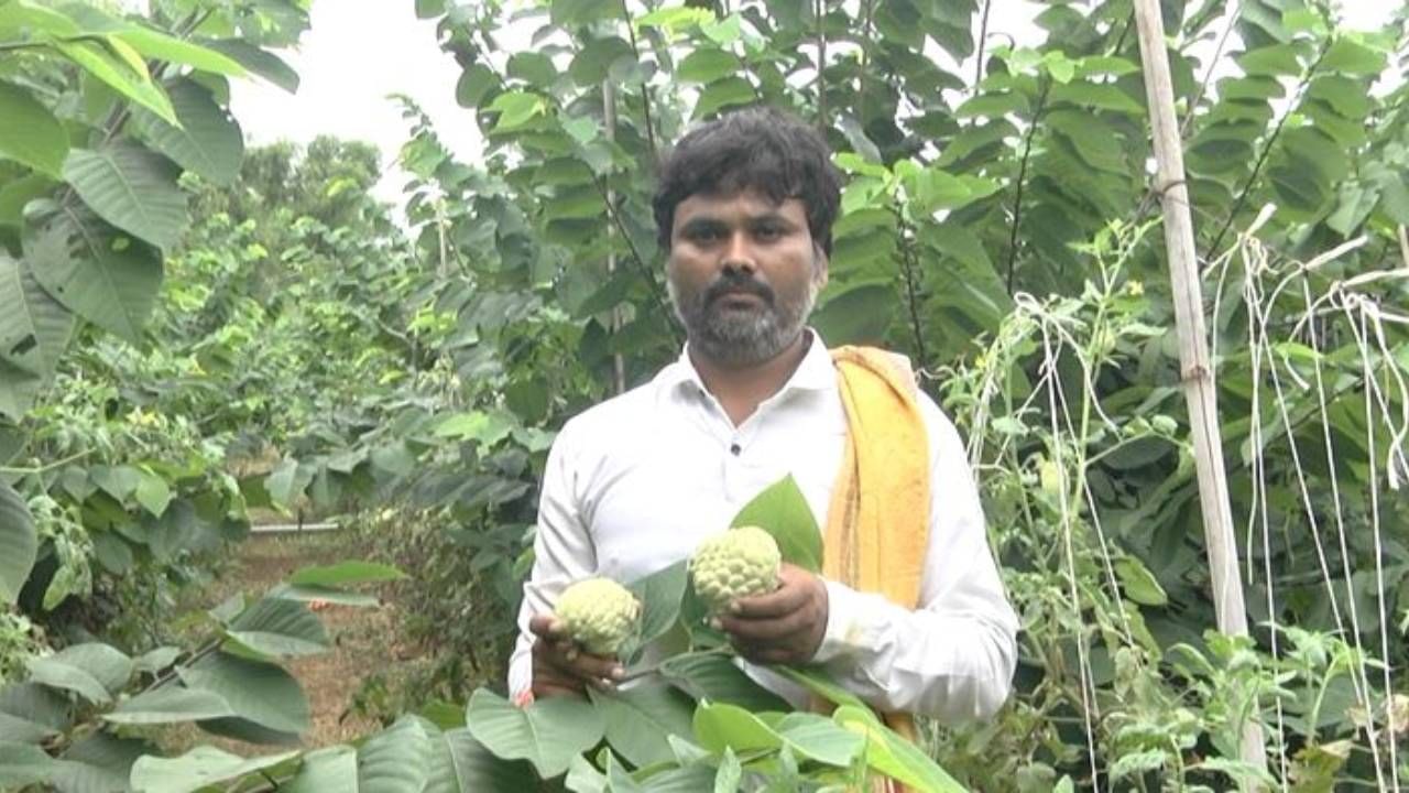 ಬೆಂಗಳೂರಿನ ಹೆಸರಘಟ್ಟದ ಭಾರತೀಯ ತೋಟಗಾರಿ ಸಂಶೋಧನಾ ಕೇಂದ್ರದಿಂದ ಐದು ವರ್ಷಗಳ ಹಿಂದೆ 110 ರೂ. ಒಂದರಂತೆ ಸುಮಾರು 300 ಅರ್ಕಾಸನಾ ತಳಿ ಗಿಡಗಳನ್ನ ತಂದು ಹಚ್ಚಿದ್ದಾರೆ. ಈಗ ಗಿಡಗಳು ಐದು ವರ್ಷದಾಗಿದ್ದರಿಂದ ಕಳೆದ ಎರಡು ವರ್ಷಗಳಿಂದ ಫಲ ಕೊಡಲು ಆರಂಭಿಸಿವೆ. ಪ್ರತಿ ಗಿಡದಿಂದ ಸುಮಾರು 35 ಕೆಜಿಯಷ್ಟು ಹಣ್ಣು ಬರುತ್ತಿವೆ. ಇಲ್ಲಿವರೆಗೆ ಕೇವಲ 35 ಸಾವಿರ ಹಣ ಖರ್ಚು ಮಾಡಿರುವ ಮಹಾಂತೇಶ್ ಇದರಿಂದ ಈ ಬಾರಿ ಬರೋಬ್ಬರಿ 4 ಲಕ್ಷ ರೂ. ಲಾಭ ಗಳಿಸಿದ್ದಾರೆ. ಈ ವರ್ಷ ಕಟಾವ್ ಮಾಡುವುದು ಬಾಕಿ ಇರುವ ಕಾರಣ ಈ ವರ್ಷವೂ 2.5 ಲಕ್ಷ ರೂ. ಲಾಭ ಬರುವ ನಿರೀಕ್ಷೆಯಲ್ಲಿದ್ದಾರೆ. 
