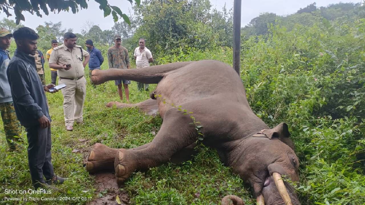 ಹಾಸನ: ಸಕಲೇಶಪುರದಲ್ಲಿ ವಿದ್ಯುತ್​ ತಂತಿ ಸ್ಪರ್ಶಿಸಿ ಆನೆ ಸಾವು