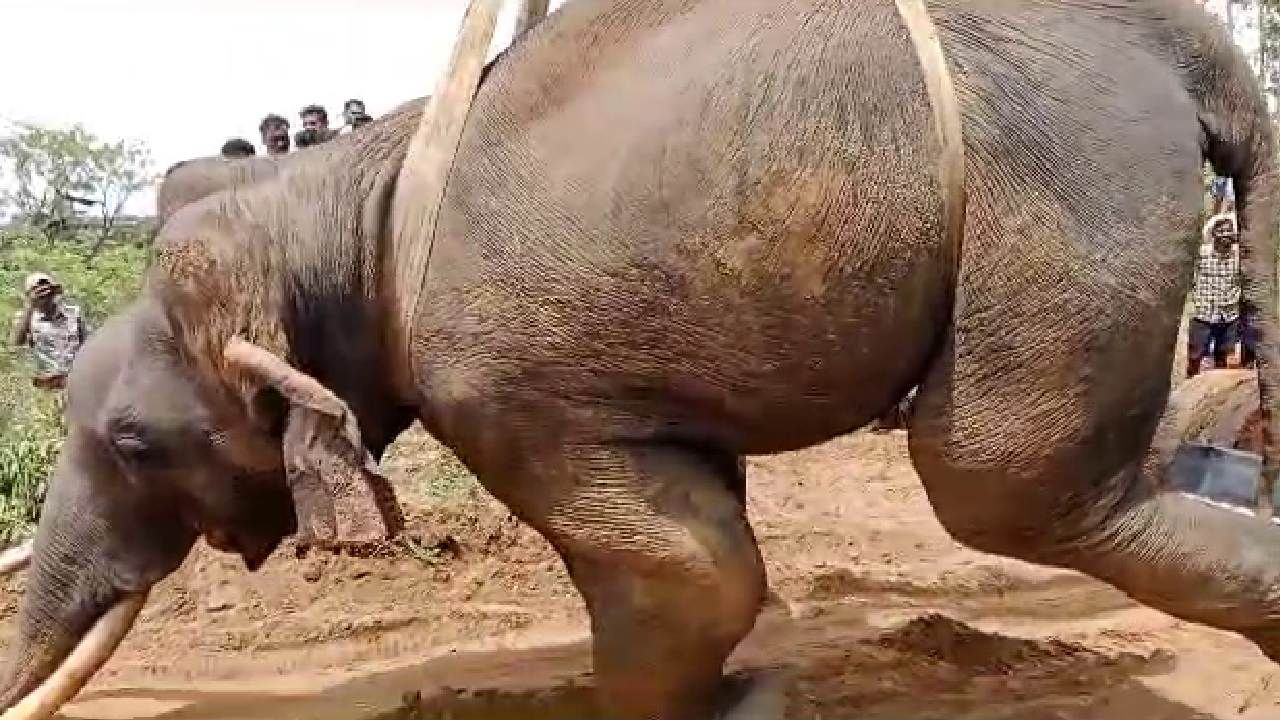 ಮೈಸೂರು ಭಾಗದಲ್ಲಿ ಒಂದೇ ದಿನ ಎರಡು ಆನೆಗಳ ಸಾವು ಮೈಸೂರು ಭಾಗದಲ್ಲಿ ಒಂದೇ ದಿನ ಎರಡು ಆನೆಗಳ ಸಾವು