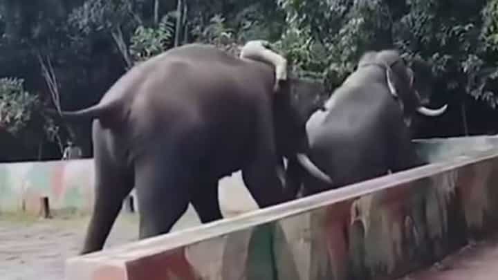 ಮೈಸೂರು: ಕಂಜನ್ ಮತ್ತು ಧನಂಜಯ ಆನೆಗಳ ನಡುವೆ ಮತ್ತೆ ಗಲಾಟೆ: ತಪ್ಪಿದ ಭಾರೀ ಅನಾಹುತ ಮೈಸೂರು: ಕಂಜನ್ ಮತ್ತು ಧನಂಜಯ ಆನೆಗಳ ನಡುವೆ ಮತ್ತೆ ಗಲಾಟೆ: ತಪ್ಪಿದ ಭಾರೀ ಅನಾಹುತ