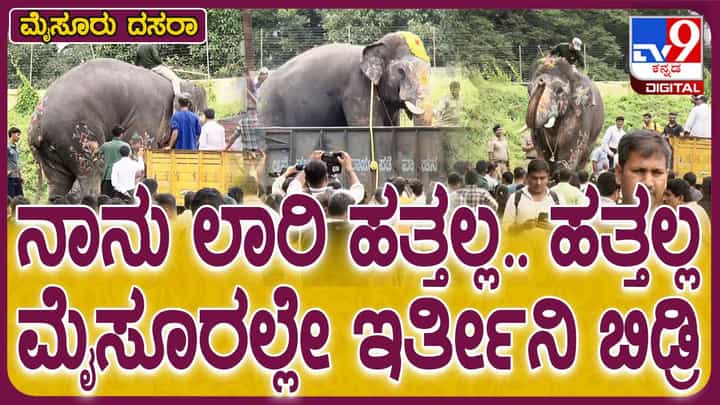 ಎರಡು ತಿಂಗಳು ರಾಜಾತಿಥ್ಯ ಸವಿದ ದಸರಾ ಆನೆಗಳಿಗೆ ಕಾಡಿಗೆ ವಾಪಸ್ಸಾಗುವ ಮನಸ್ಸು ಬರುತ್ತಿಲ್ಲ! ಎರಡು ತಿಂಗಳು ರಾಜಾತಿಥ್ಯ ಸವಿದ ದಸರಾ ಆನೆಗಳಿಗೆ ಕಾಡಿಗೆ ವಾಪಸ್ಸಾಗುವ ಮನಸ್ಸು ಬರುತ್ತಿಲ್ಲ!