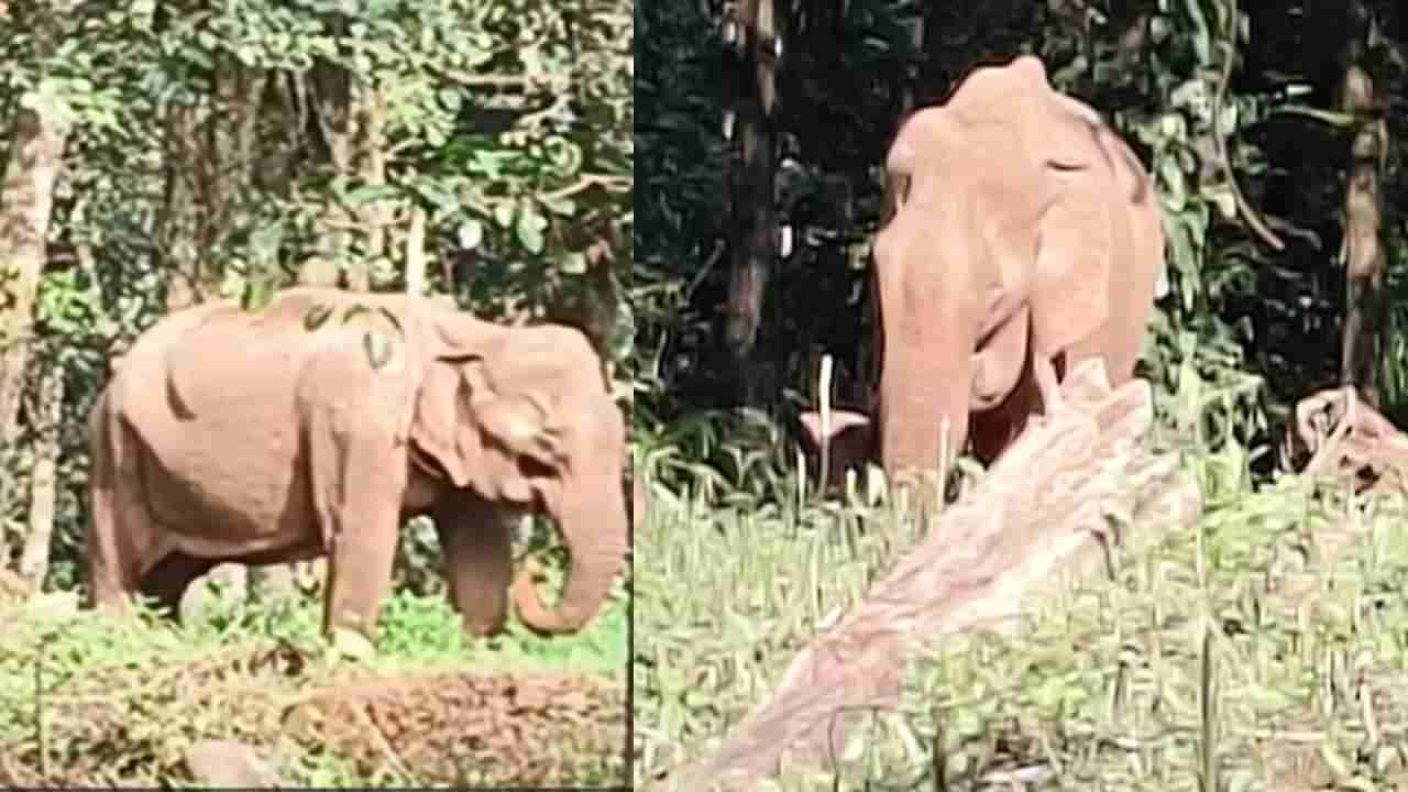 ಕಳೆದ 3 ದಿನಗಳಿಂದ ಒಂದೇ ಸ್ಥಳದಲ್ಲಿ ನಿಂತಲ್ಲೇ ನಿಂತು ಕೊನೆಗೆ ಪ್ರಾಣ ಬಿಟ್ಟ ಹೆಣ್ಣಾನೆ