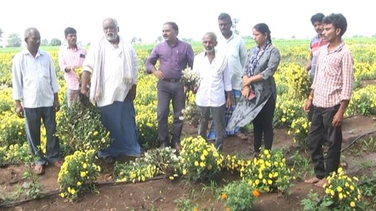 ಮಳೆಯಿಂದಾಗಿ ಹೊಲದಲ್ಲಿಯೇ ಕೊಳೆಯುತ್ತಿರುವ ಹೂವುಗಳು: ಬಾಡದಿರಲಿ ಧಾರವಾಡ ರೈತರ ಬದುಕು ಮಳೆಯಿಂದಾಗಿ ಹೊಲದಲ್ಲಿಯೇ ಕೊಳೆಯುತ್ತಿರುವ ಹೂವುಗಳು: ಬಾಡದಿರಲಿ ಧಾರವಾಡ ರೈತರ ಬದುಕು