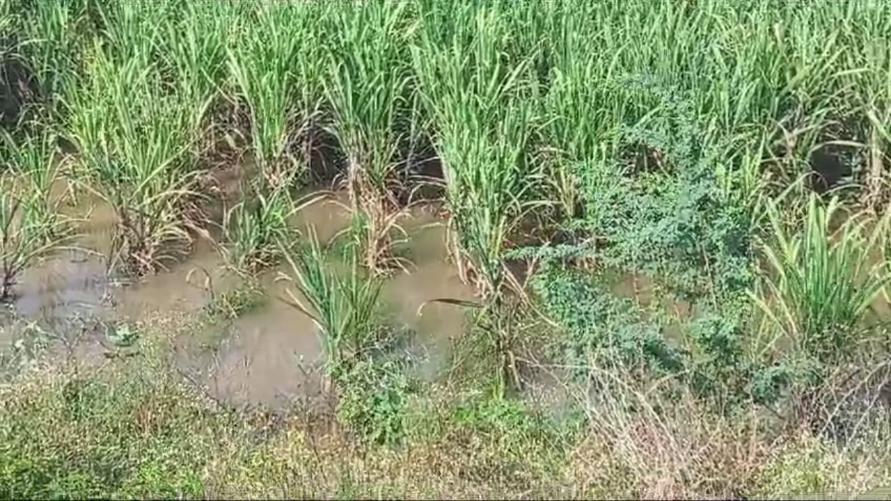 Karnataka Rains: Flood at Yallamma Devi temple ​​Athani, landslide in chikkamagaluru, IMD alert details here in Kannada