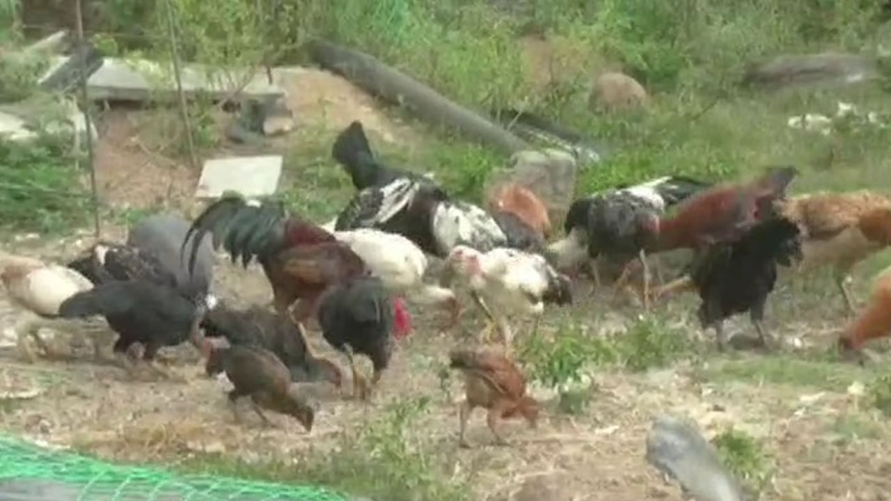 ತೆಲಂಗಾಣದಲ್ಲಿ ಮಿತಿ ಮೀರಿದ ಕೋಳಿಗಳ ಕಳ್ಳತನ