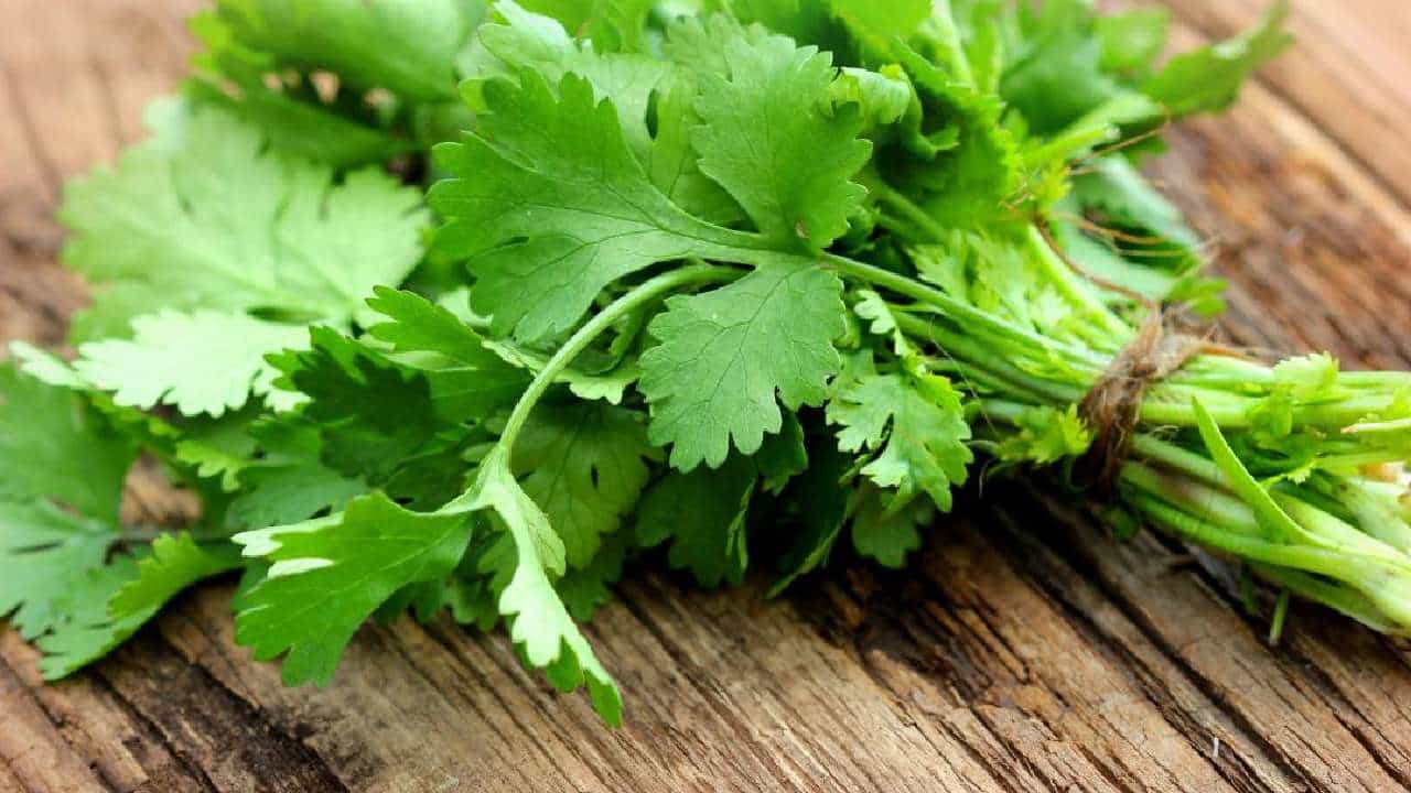 Kitchen Hacks : ಕೊತ್ತಂಬರಿ ಸೊಪ್ಪು ಬೇಗನೇ ಕೊಳೆತು ಹೋಗುತ್ತಾ? ಹಾಗಾದ್ರೆ ಈ ಸಲಹೆ ಪಾಲಿಸಿ